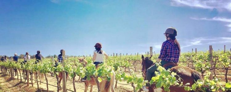 horse riding in the vines