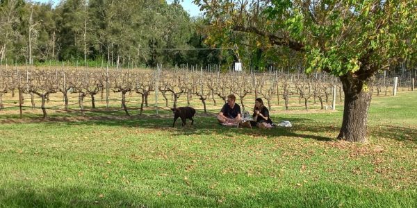 picnic in vineyard
